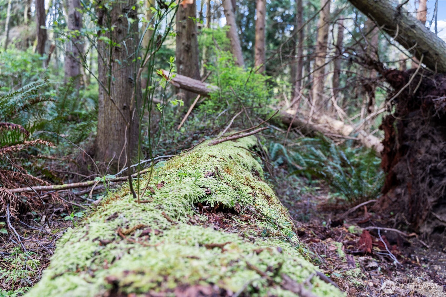 0 Greenoch Loop Oak Harbor, WA 98277 - Photo 8 of 30