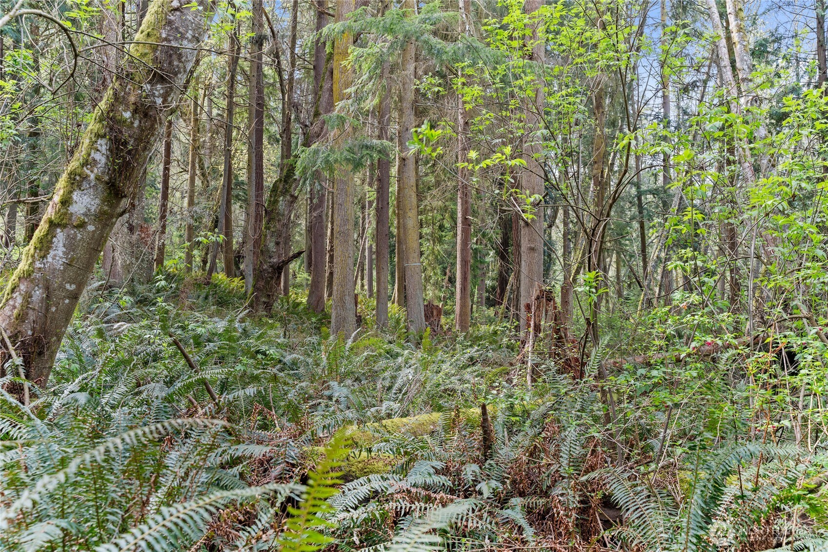 0 Greenoch Loop Oak Harbor, WA 98277 - Photo 9 of 30