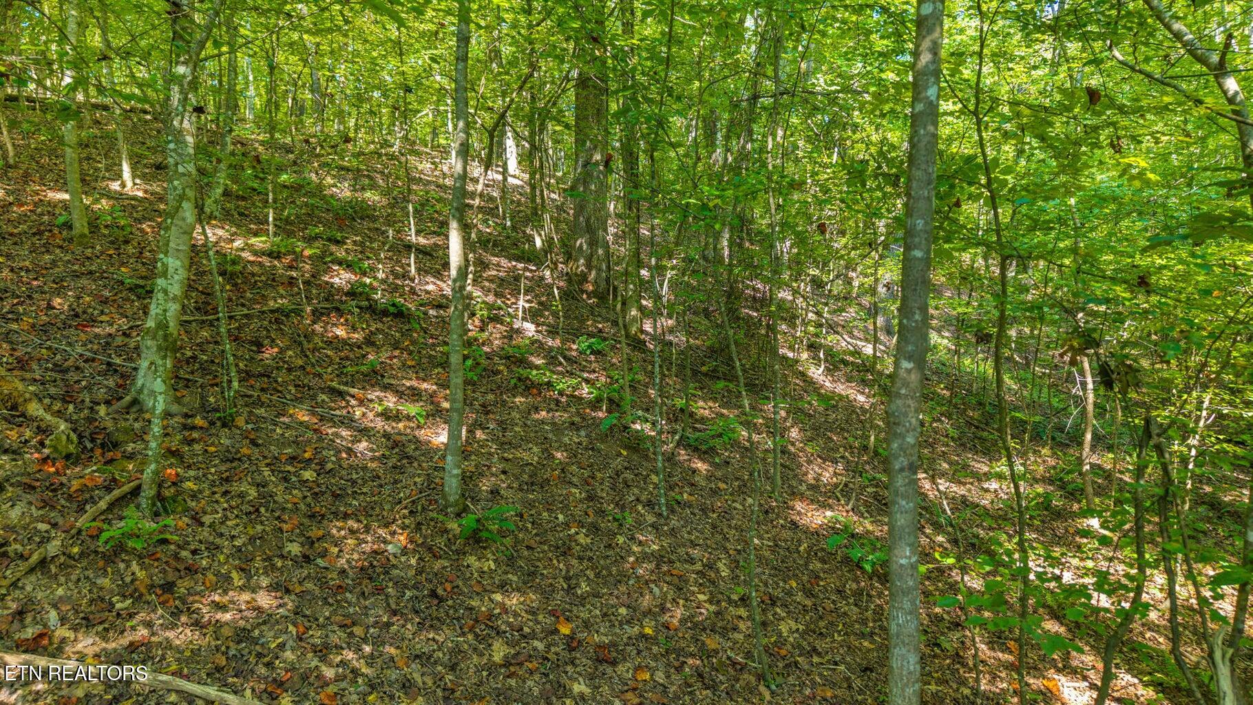 0 Eagle Point Drive Rockwood, TN 37854 - Photo 5 of 11 eaglepoint10