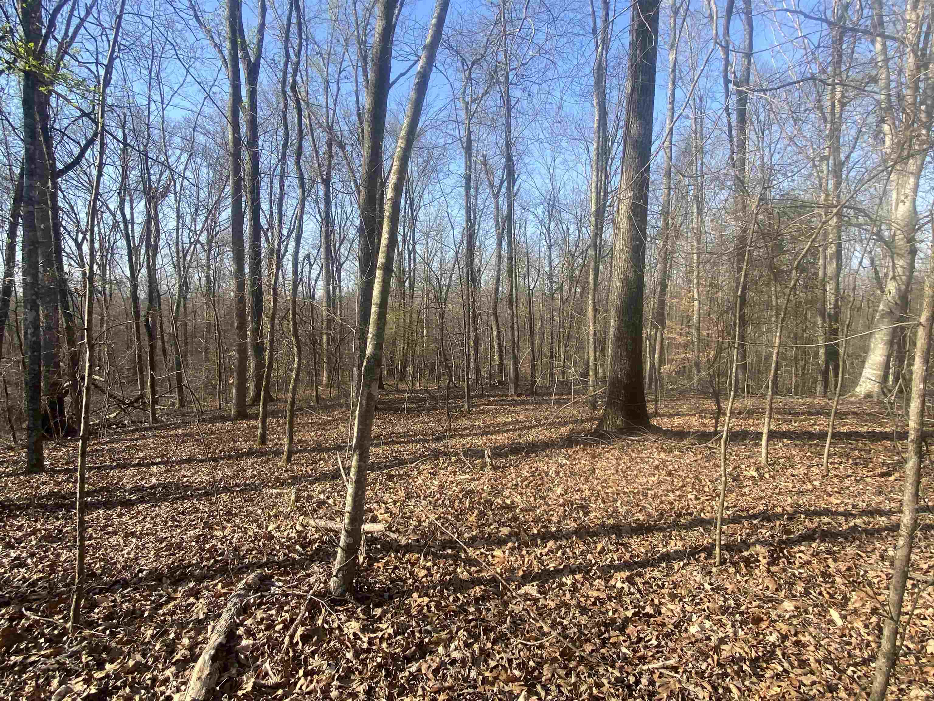 5405 Coffee Landing Road Morris Chapel, TN 38361 - Photo 11 of 32 a backyard of a house
