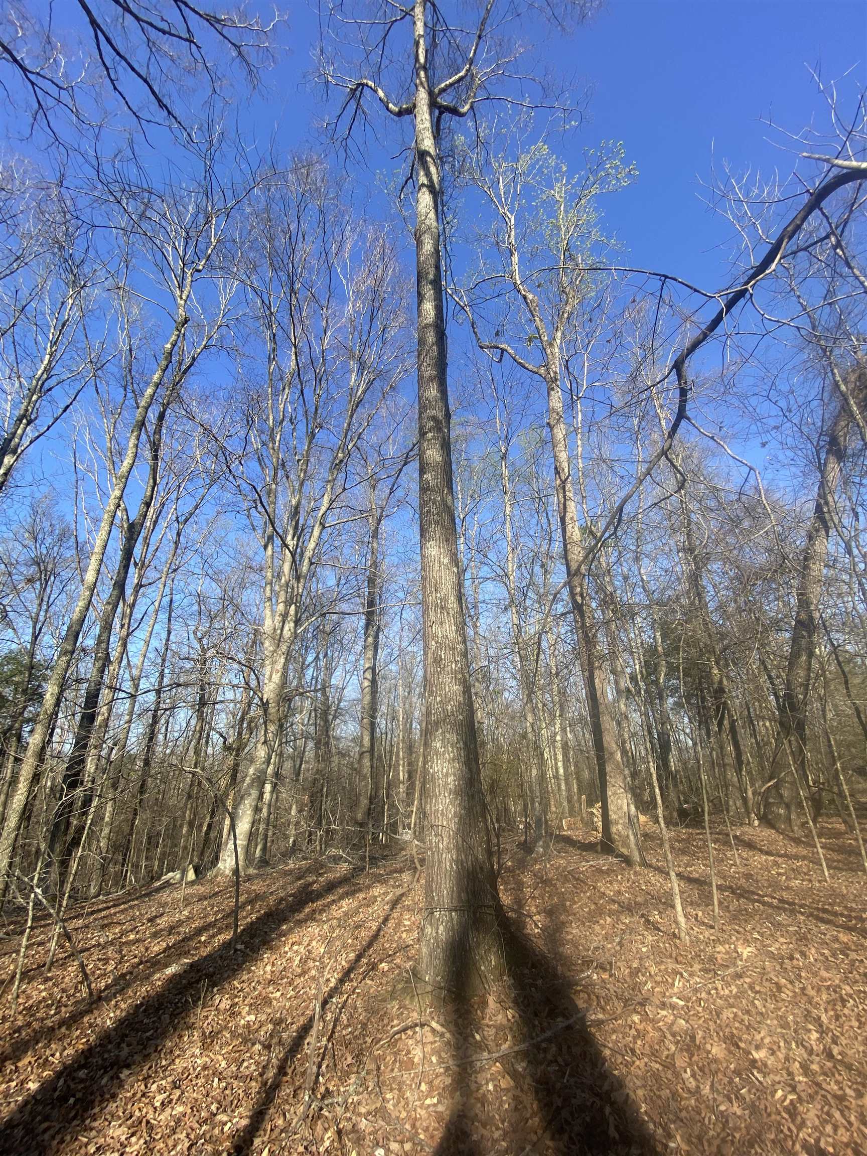 5405 Coffee Landing Road Morris Chapel, TN 38361 - Photo 13 of 32 a backyard of a house with lots of green space