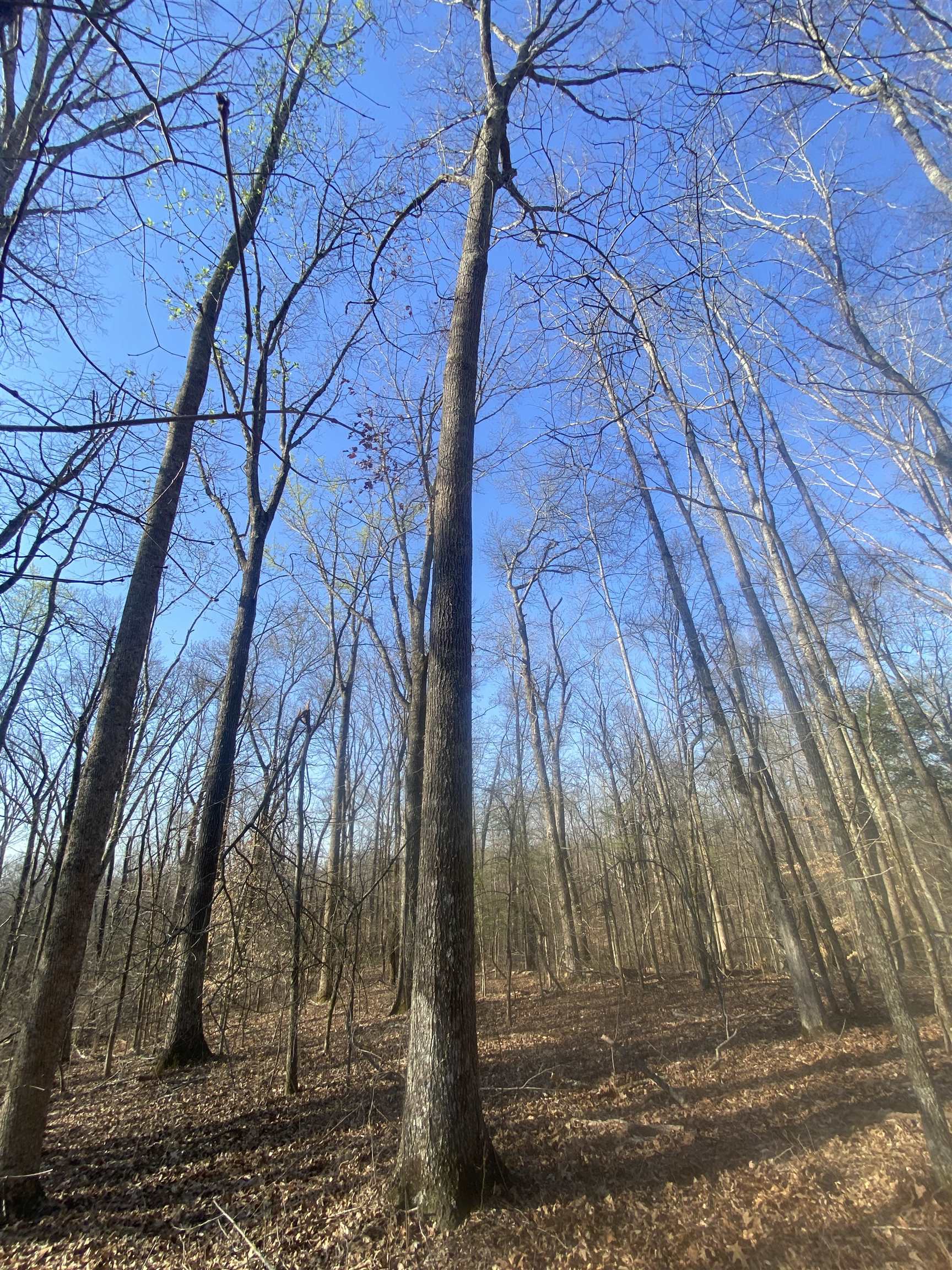 5405 Coffee Landing Road Morris Chapel, TN 38361 - Photo 14 of 32 a backyard of a house