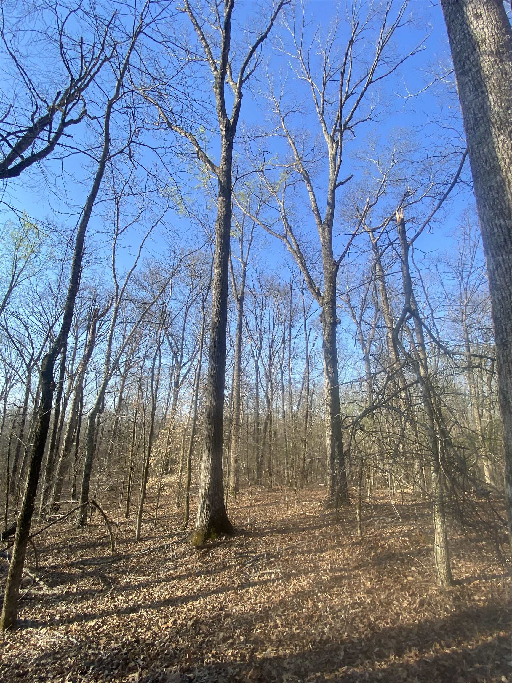5405 Coffee Landing Road Morris Chapel, TN 38361 - Photo 15 of 32 a backyard of a house with lots of green space
