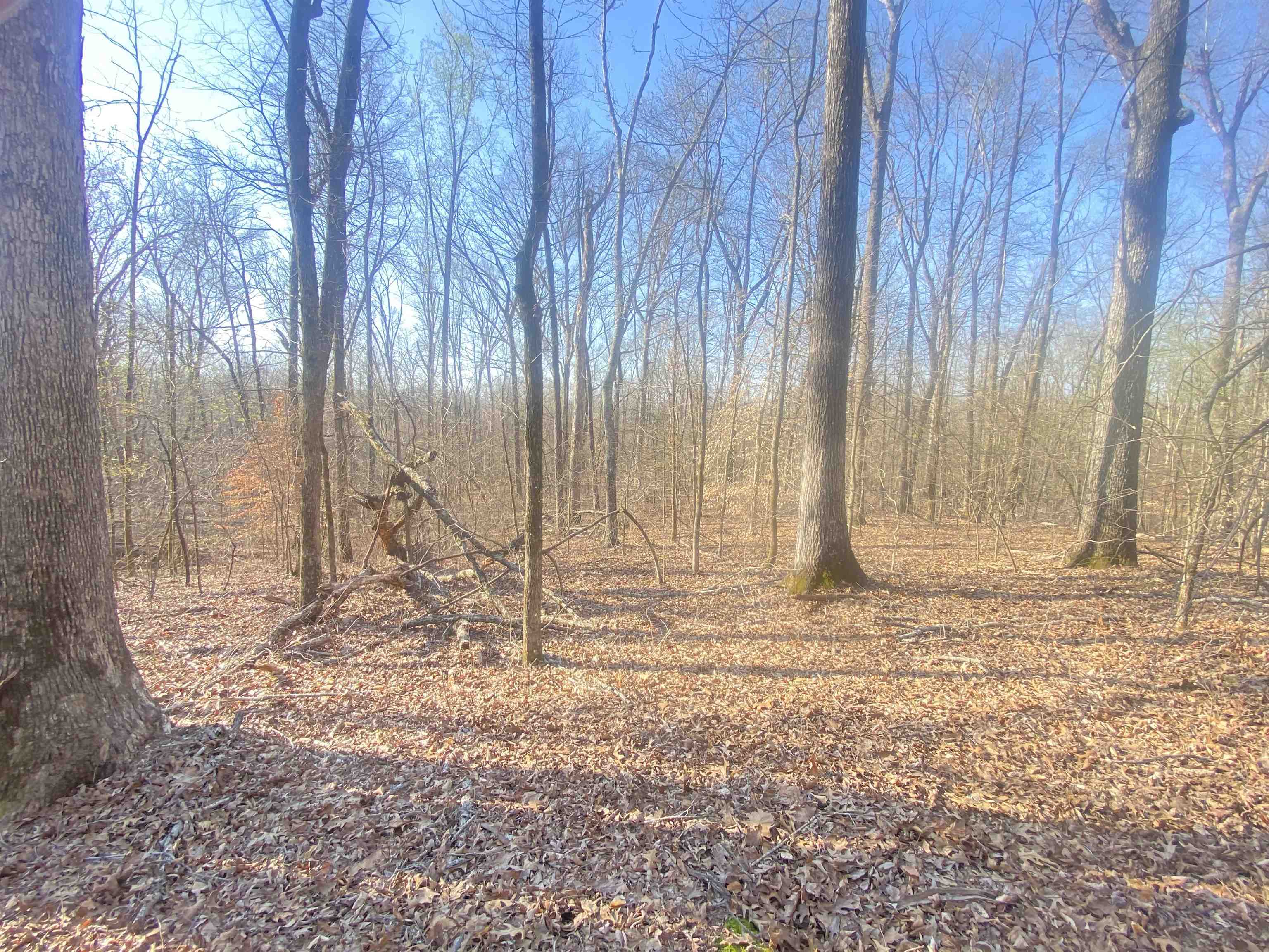 5405 Coffee Landing Road Morris Chapel, TN 38361 - Photo 16 of 32 a view of wooden door with trees in the background