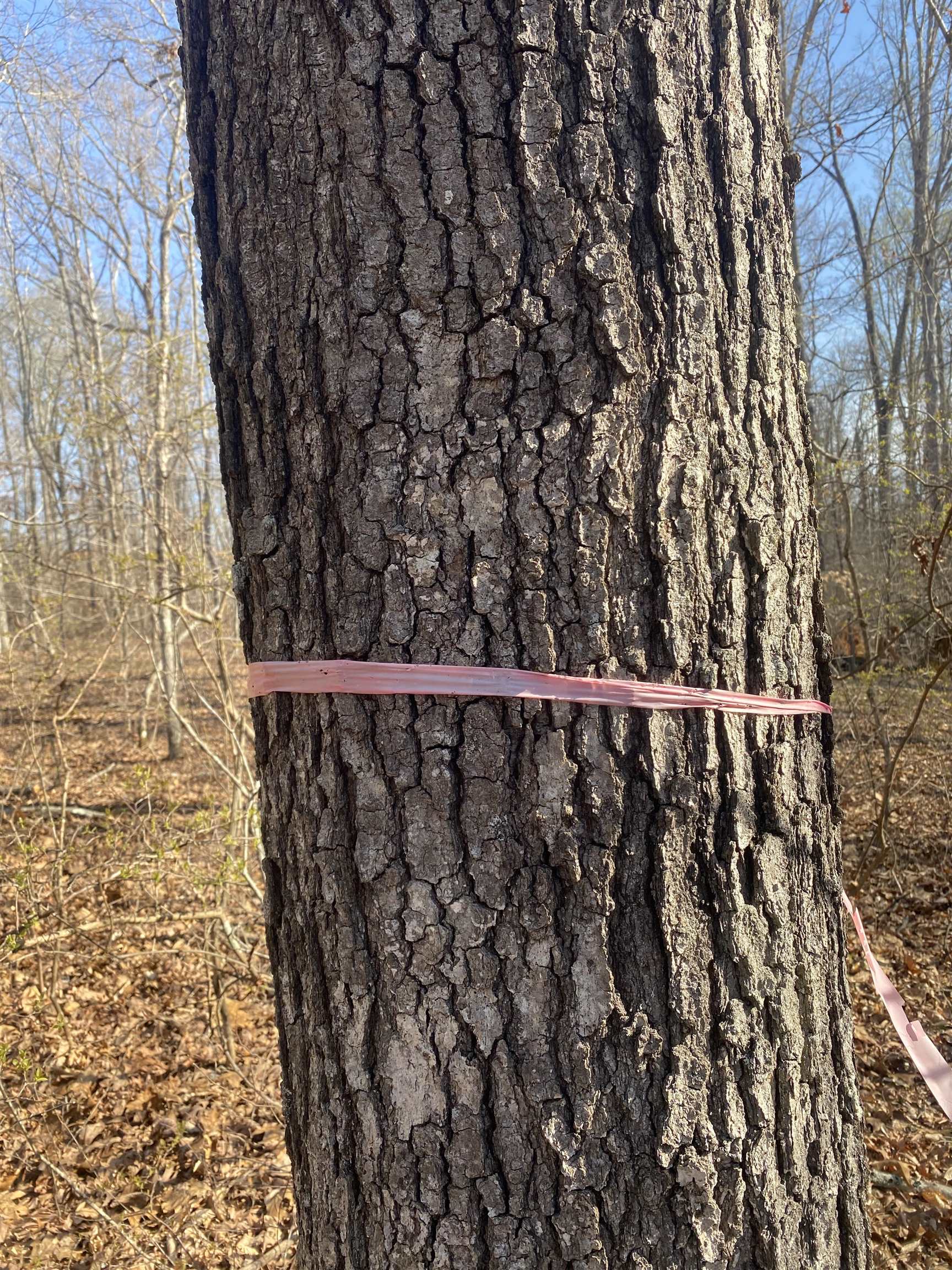 5405 Coffee Landing Road Morris Chapel, TN 38361 - Photo 22 of 32 a view of a outdoor space