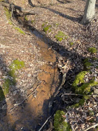 a picture of tree