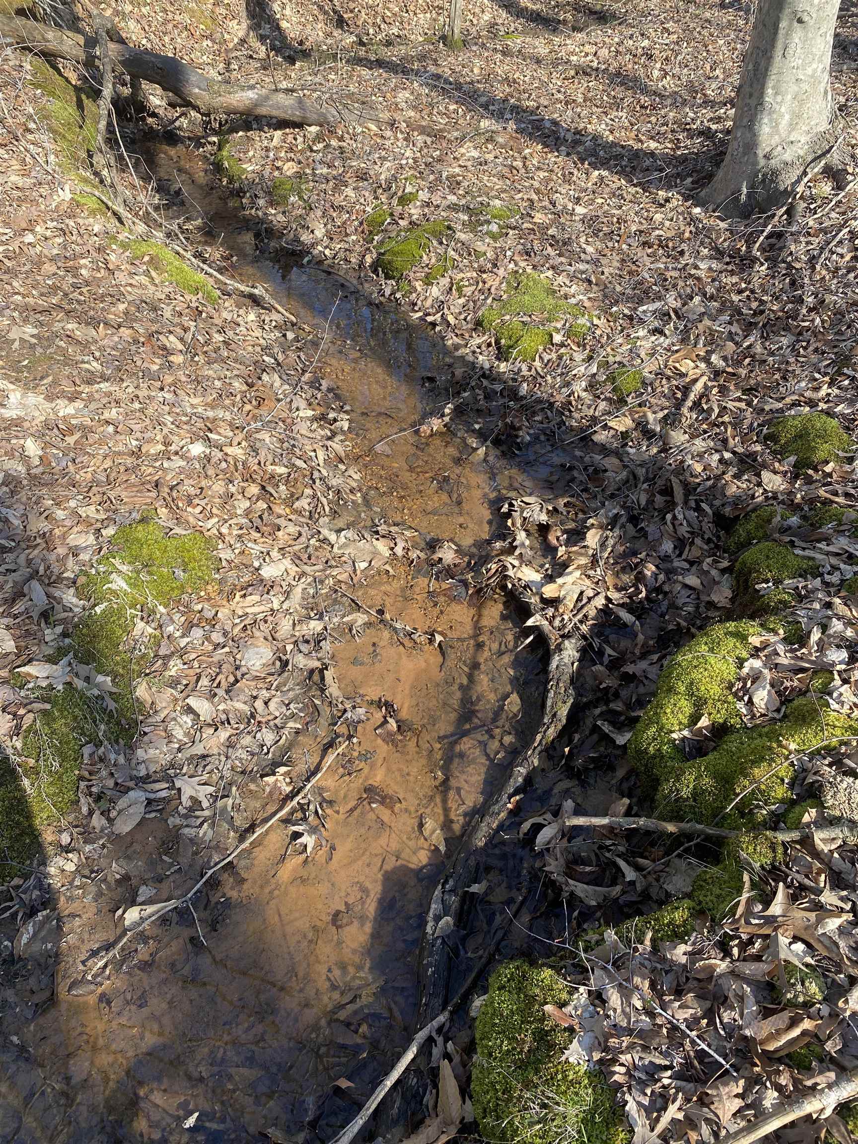 5405 Coffee Landing Road Morris Chapel, TN 38361 - Photo 23 of 32 a picture of tree