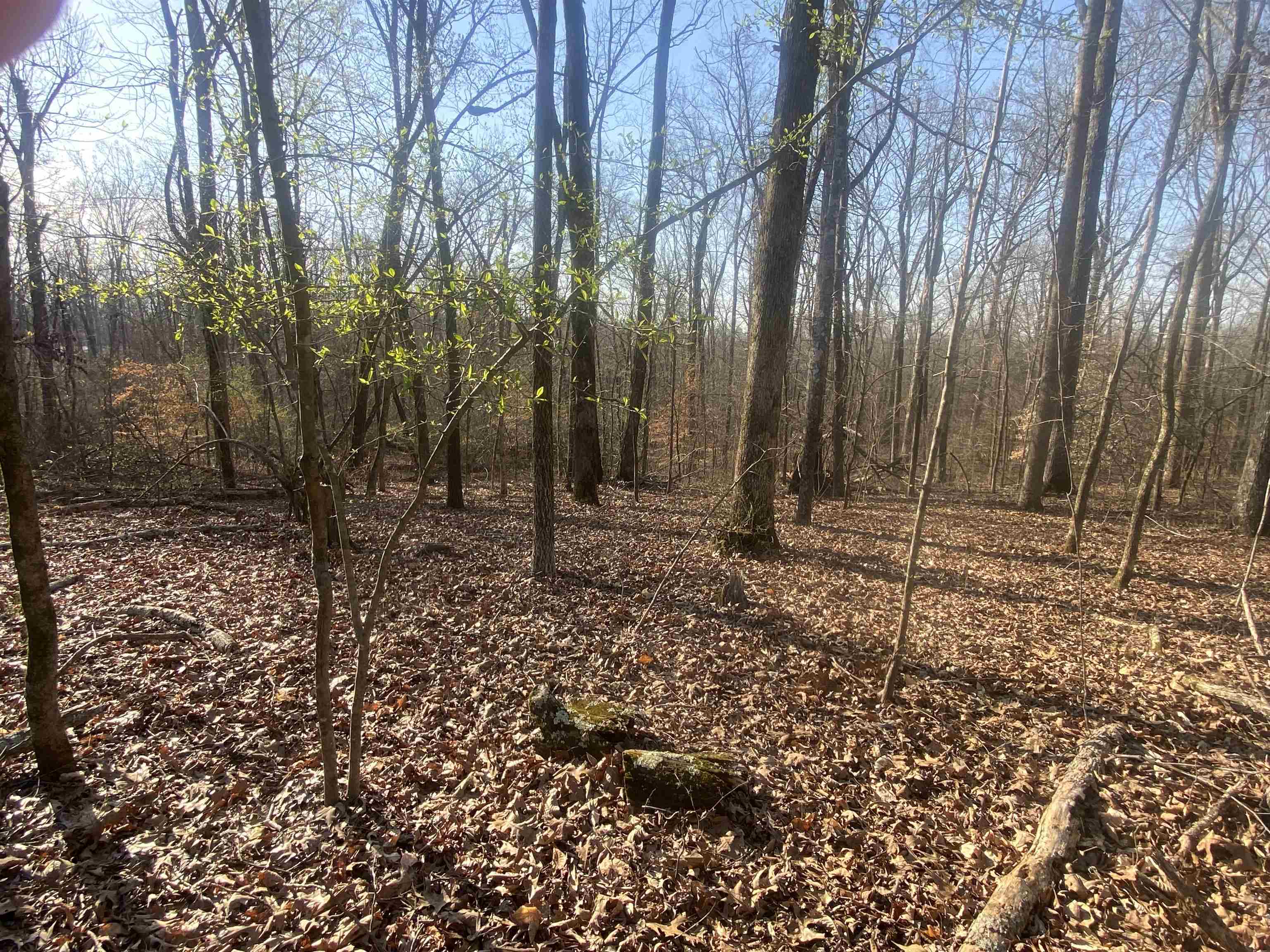 5405 Coffee Landing Road Morris Chapel, TN 38361 - Photo 3 of 32 a backyard of a house with lots of green space