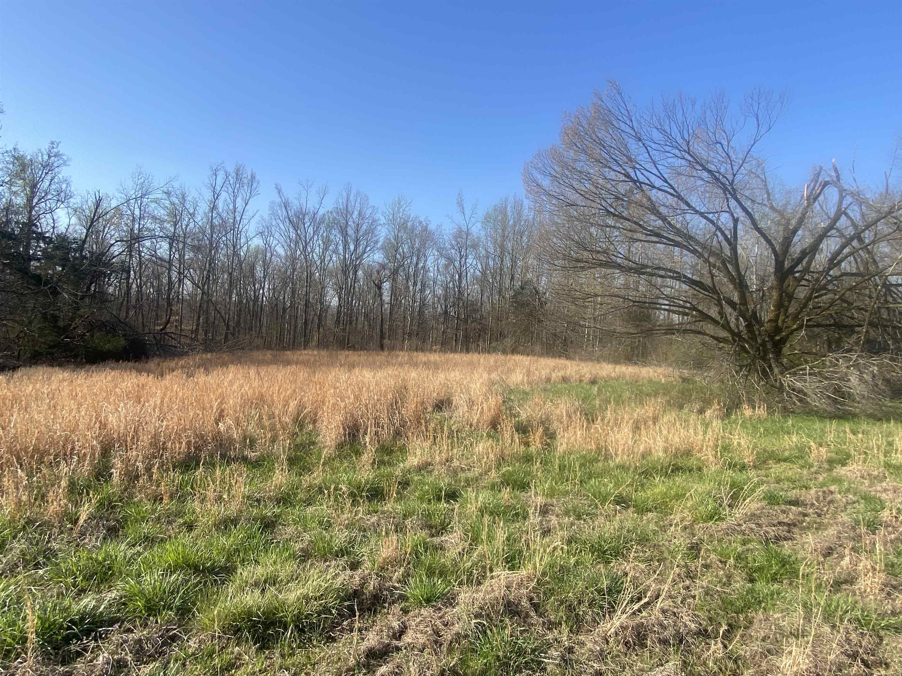 5405 Coffee Landing Road Morris Chapel, TN 38361 - Photo 8 of 32 a view of a yard with trees in the background