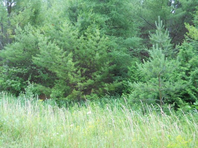 Dukes Road Moran, MI 49760 - Photo 11 of 20 Gallery Image 11