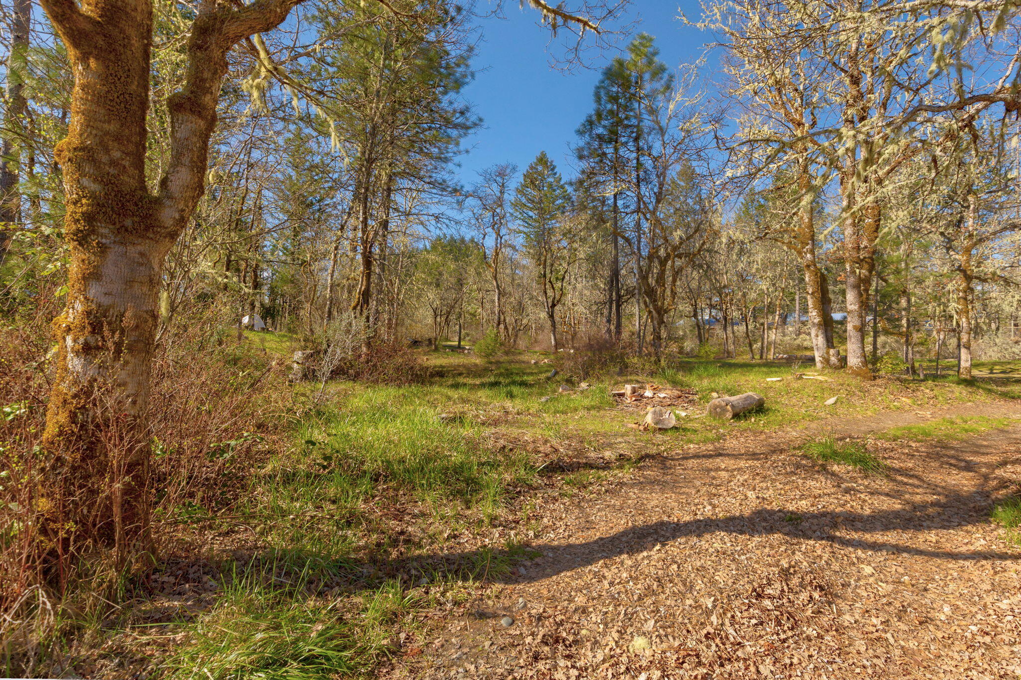 5737 Rockydale Road Cave Junction, OR 97523 - Photo 24 of 39 a view of yard covered with trees