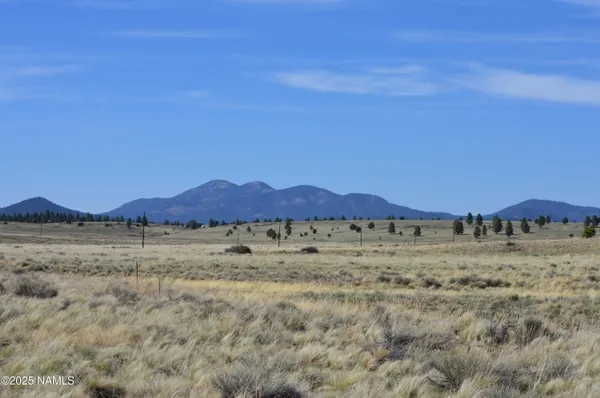 a view of tall trees and a mountain view