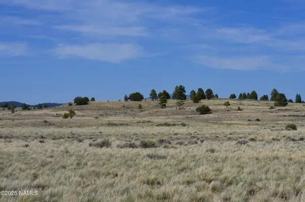 a view of a dry yard with trees
