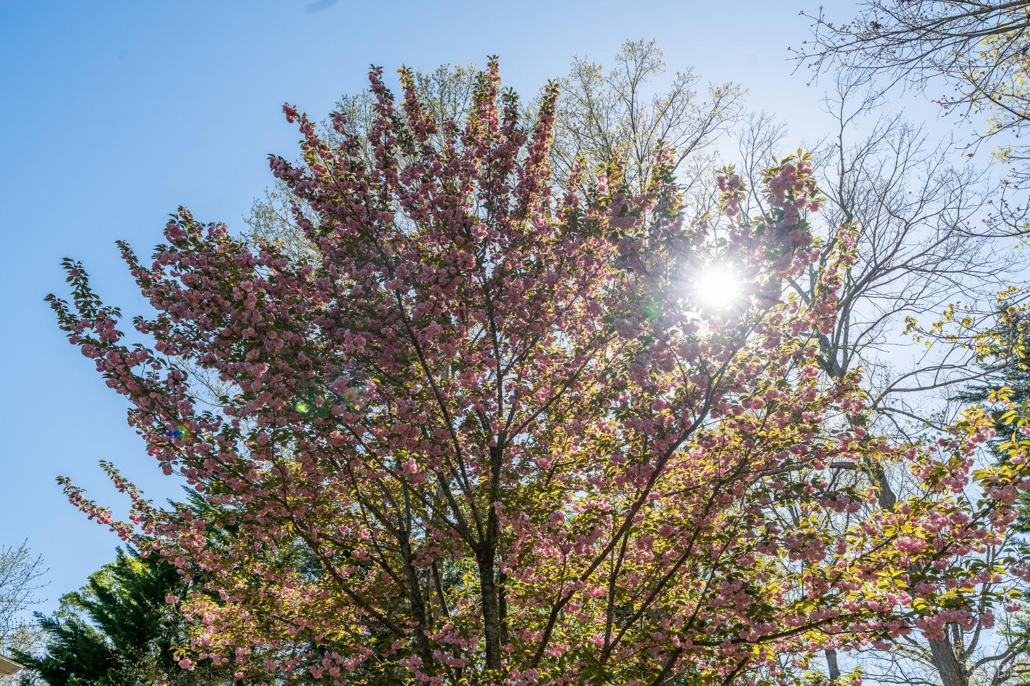 1029 Steeple Chase Drive Evington, VA 24550 - Photo 47 of 52