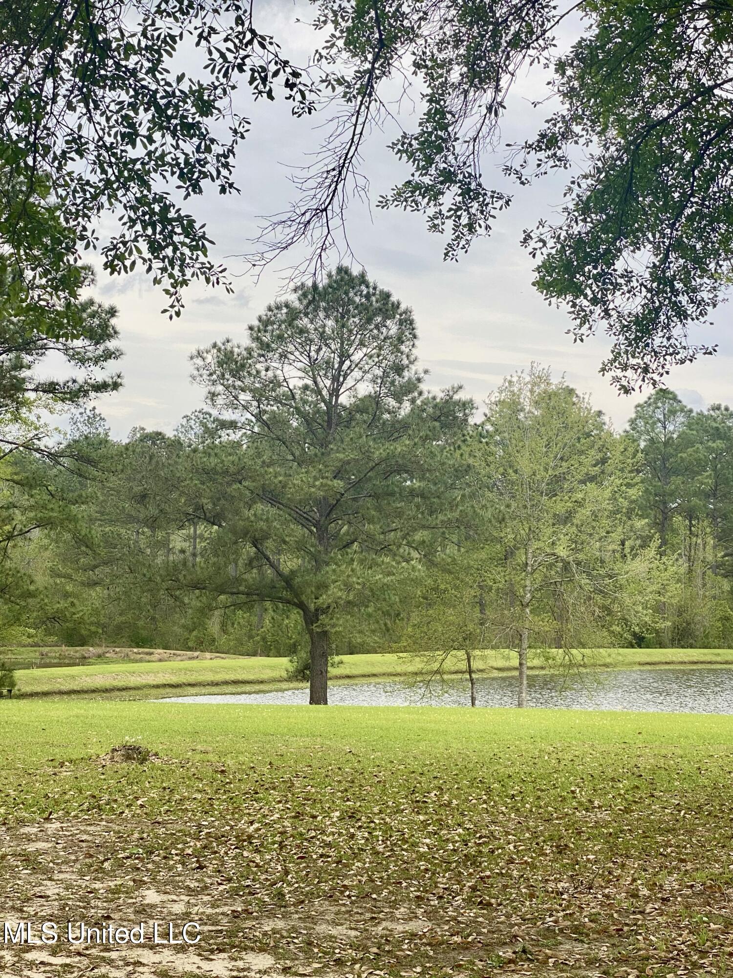 299 Quitman Perry Road Carriere, MS 39426 - Photo 53 of 79 50, Pond, IMG_2867