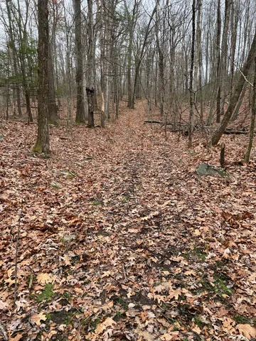 a view of a forest with trees