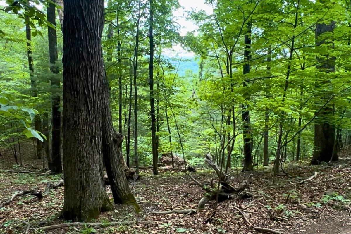 3994 Yates Road Shawsville, VA 24162 - Photo 26 of 40 land for sale in shawsville va 21