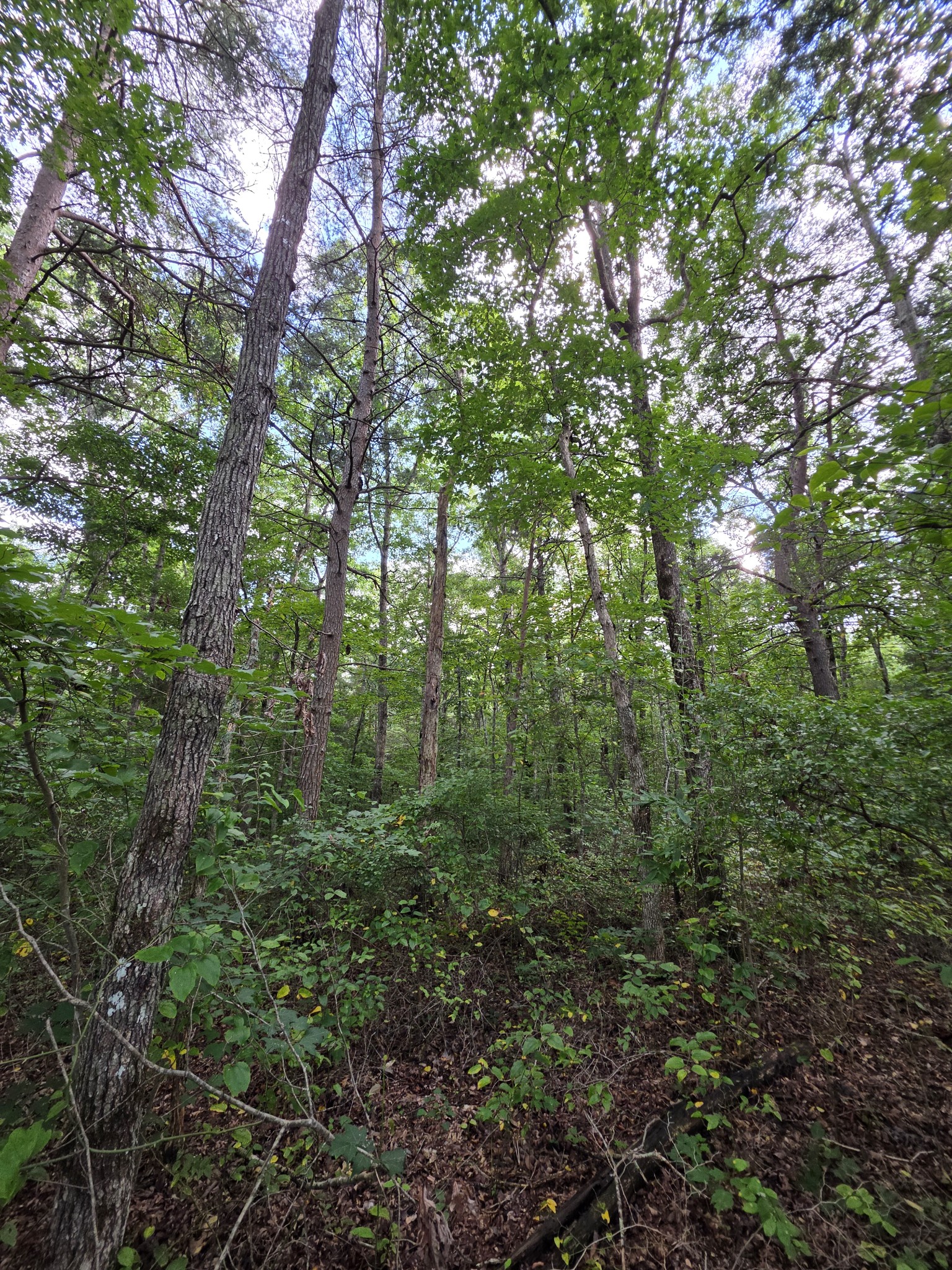 18 Meyers Road Altamont, TN 37301 - Photo 20 of 21 Gallery Image 20