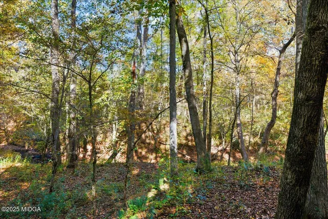 a view of a yard with plants and trees