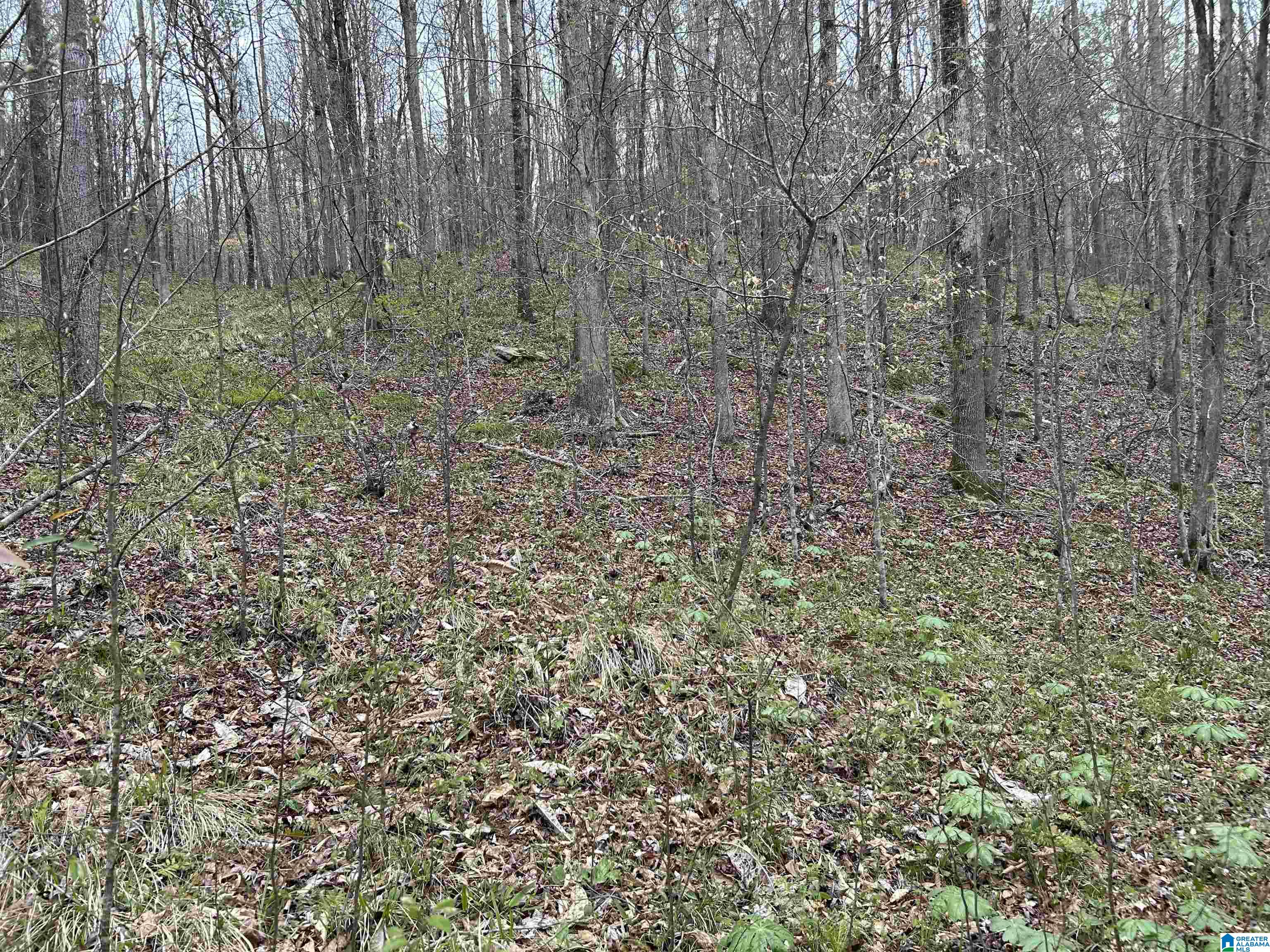 Lot 16 Turkey Bend Drive, Unit 16 Addison, AL 35540 - Photo 8 of 19