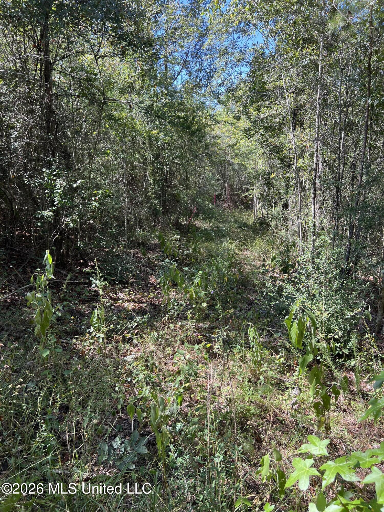 Matthews Road Tylertown, MS 39667 - Photo 6 of 17 IMG_8890