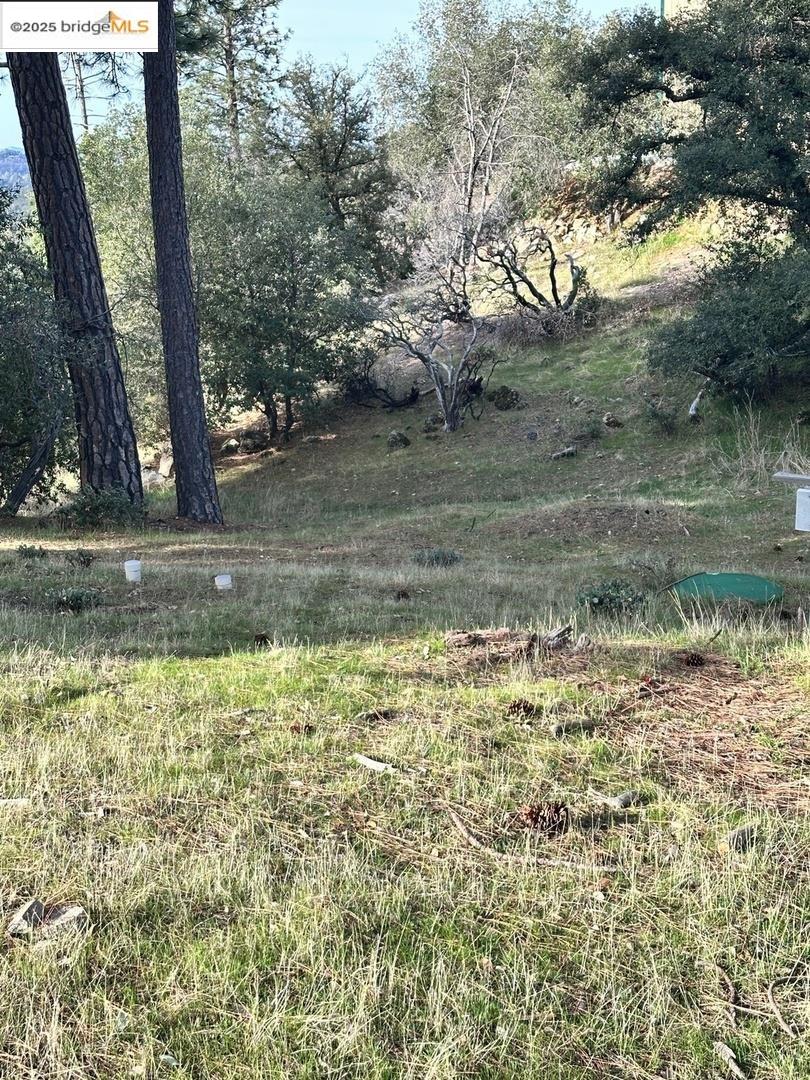 16655 Granite Ridge Lane Sonora, CA 95370 - Photo 4 of 16 a view of a yard with a tree