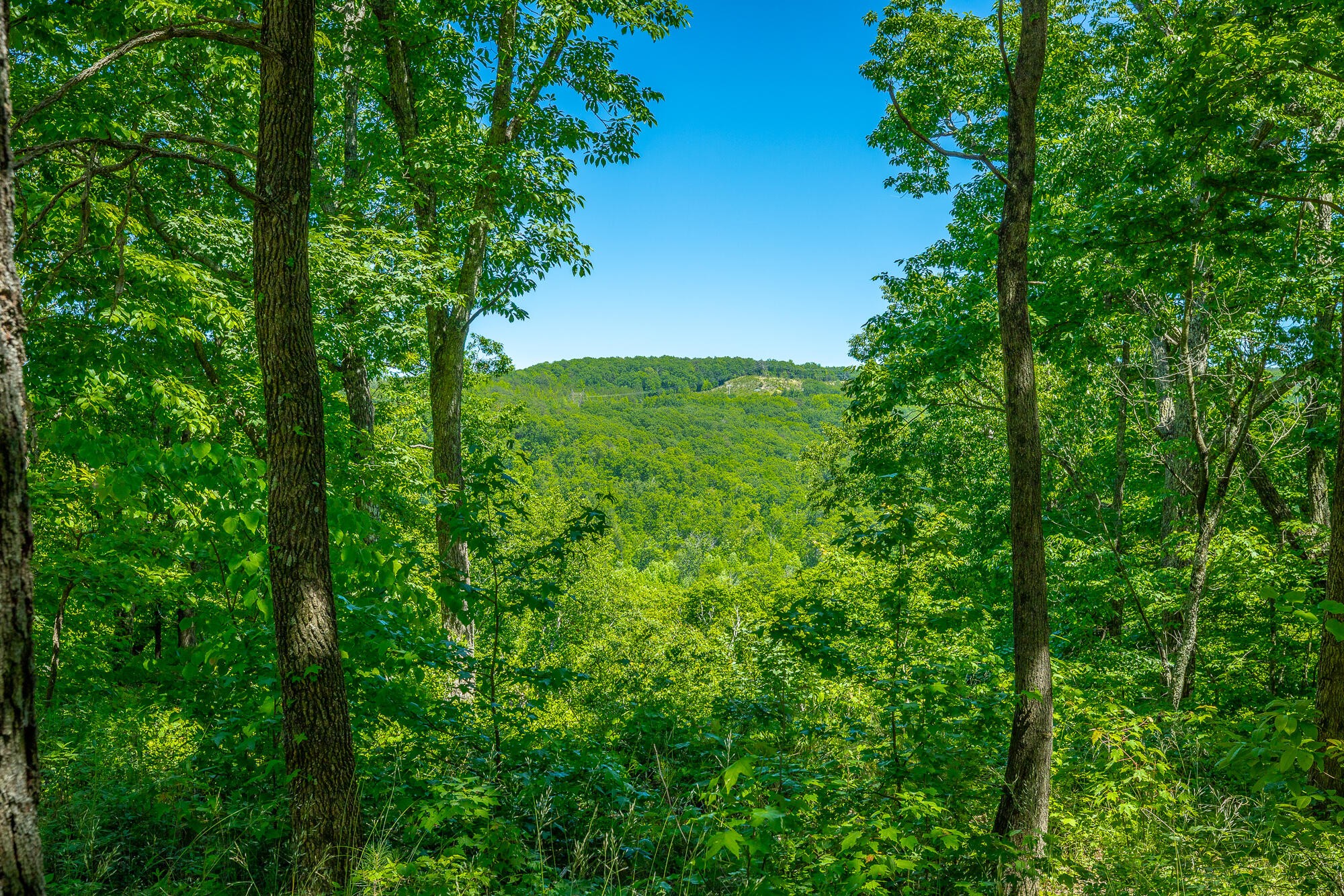 0 Split Rail Way Whiteside, TN 37396 - Photo 6 of 100 Gallery Image 6