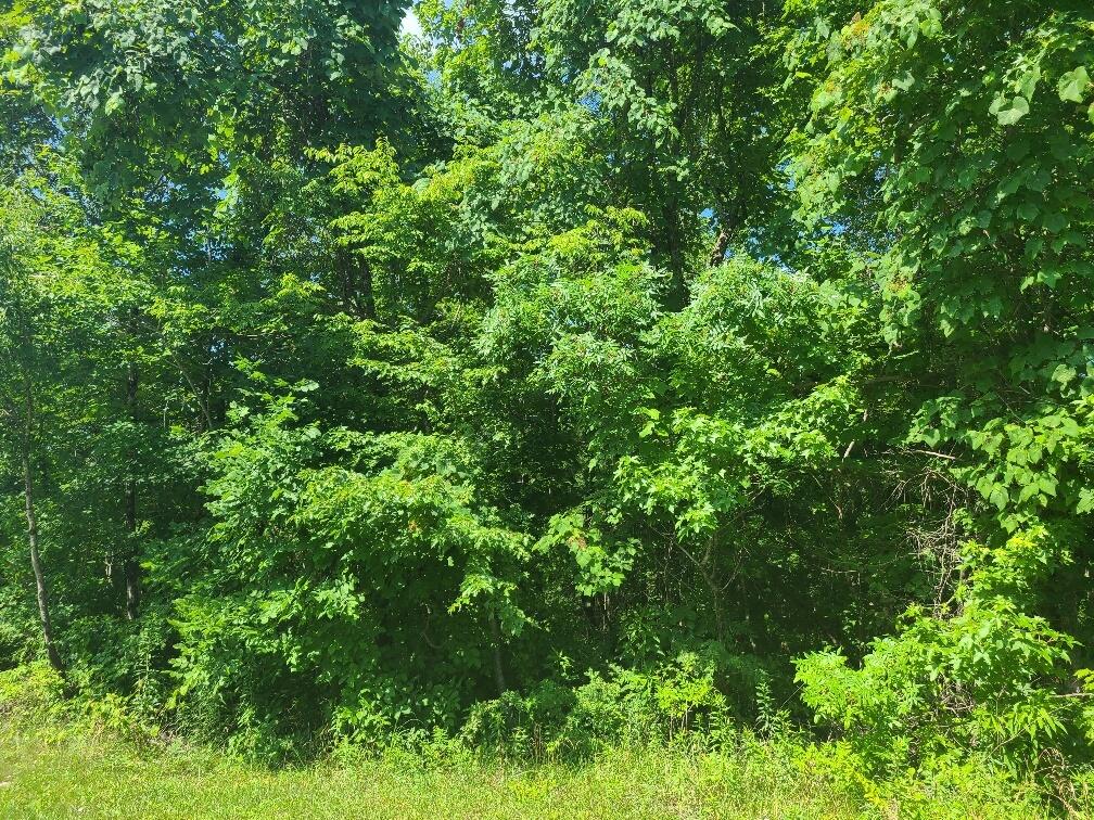 225 Overlook Trail Spring City, TN 37381 - Photo 27 of 49 20220705_110127_resized