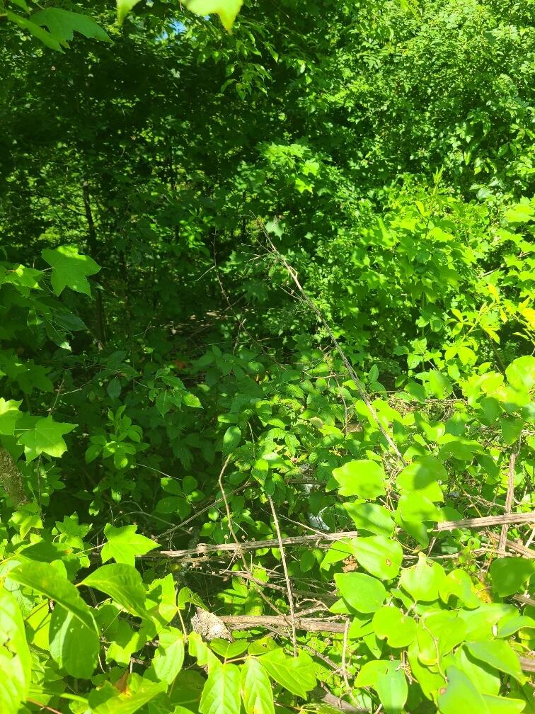 225 Overlook Trail Spring City, TN 37381 - Photo 28 of 49 20220705_105438_resized