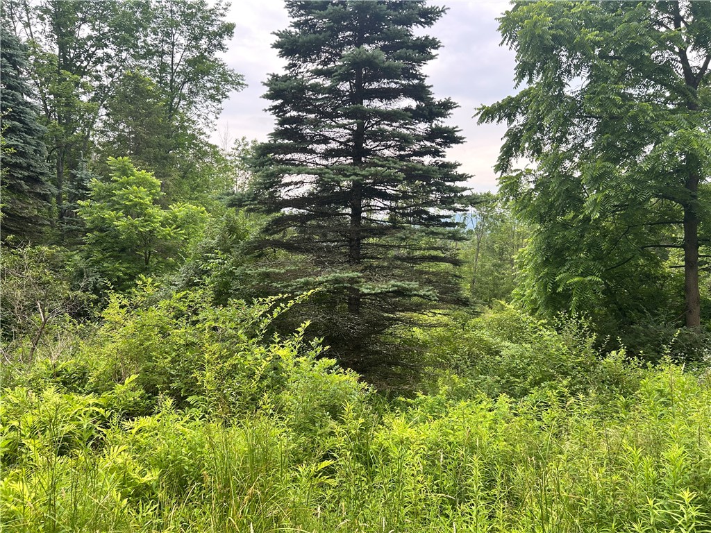 Lot 4 Sisson Hill Road Unadilla, NY 13849 - Photo 2 of 8