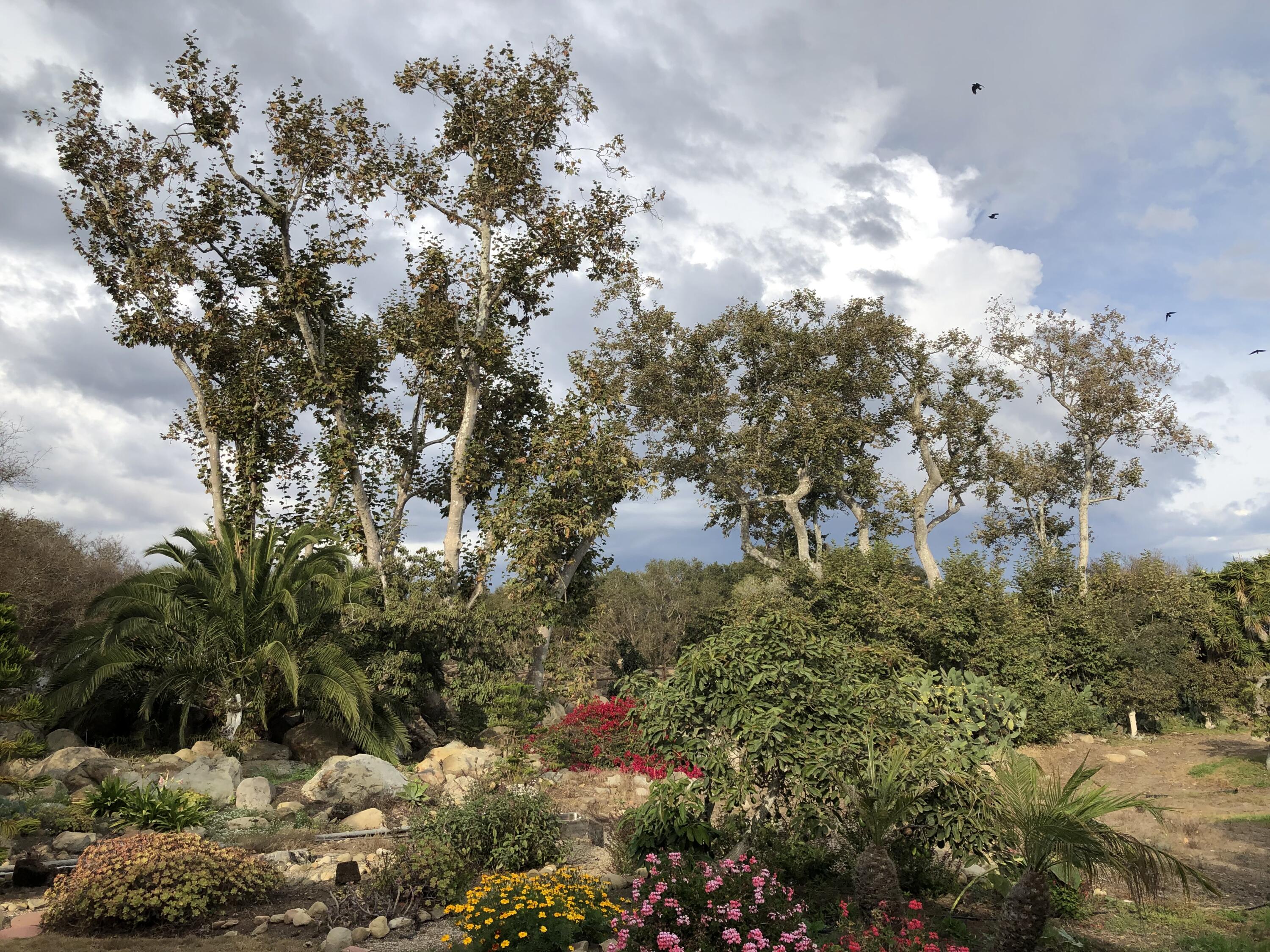 3910 Foothill Road Carpinteria, CA 93013 - Photo 5 of 6 Back Yard