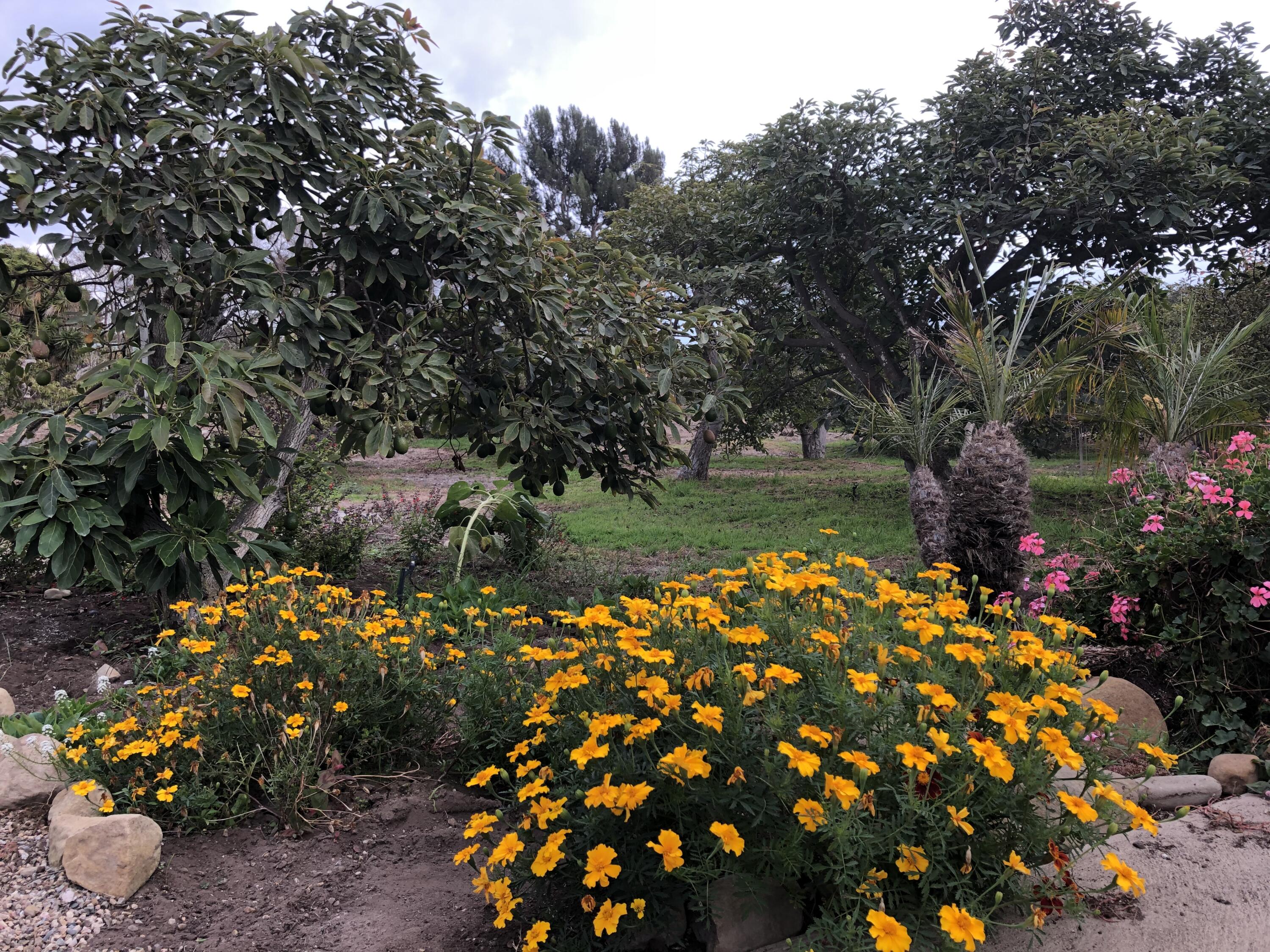 3910 Foothill Road Carpinteria, CA 93013 - Photo 6 of 6 Avocado Orchard