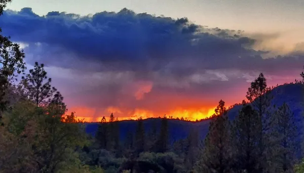 a view of a yard with a tree