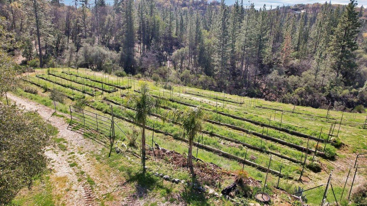 23003 Pleasant Valley Road North San Juan, CA 95960 - Photo 26 of 47 a view of a yard with of trees