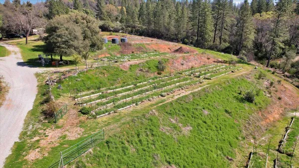 a view of a yard with plants and large trees