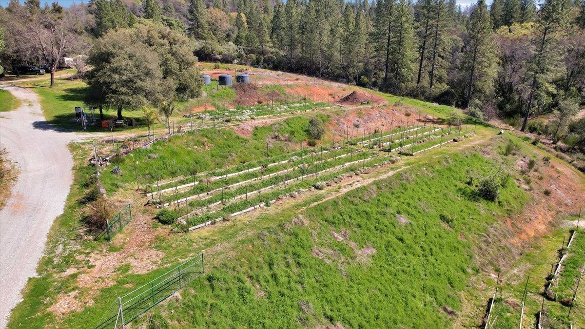23003 Pleasant Valley Road North San Juan, CA 95960 - Photo 27 of 47 a view of a yard with plants