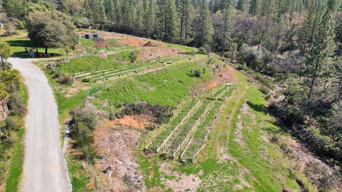 23003 Pleasant Valley Road North San Juan, CA 95960 - Photo 28 of 47 a view of yard