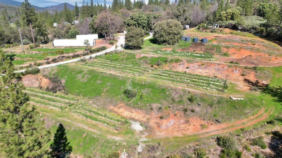 23003 Pleasant Valley Road North San Juan, CA 95960 - Photo 31 of 47 a view of a yard with plants and large trees