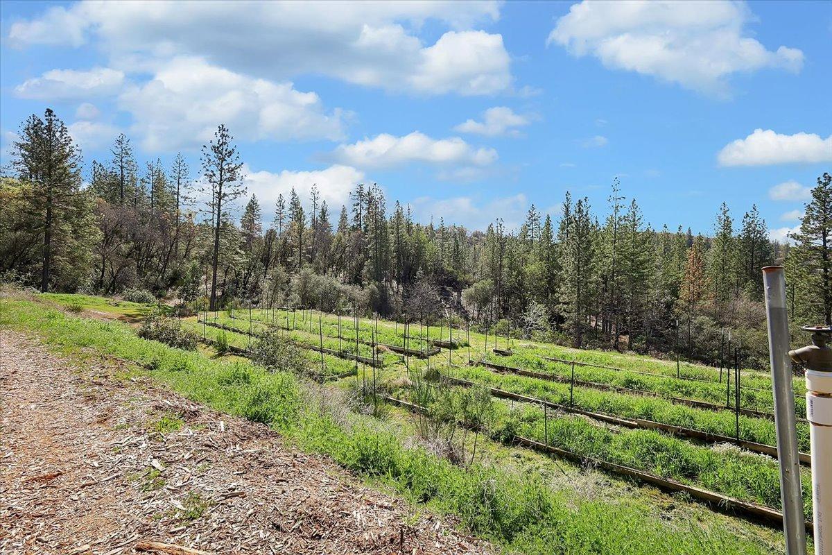 23003 Pleasant Valley Road North San Juan, CA 95960 - Photo 34 of 47 a view of a garden with a building in the background