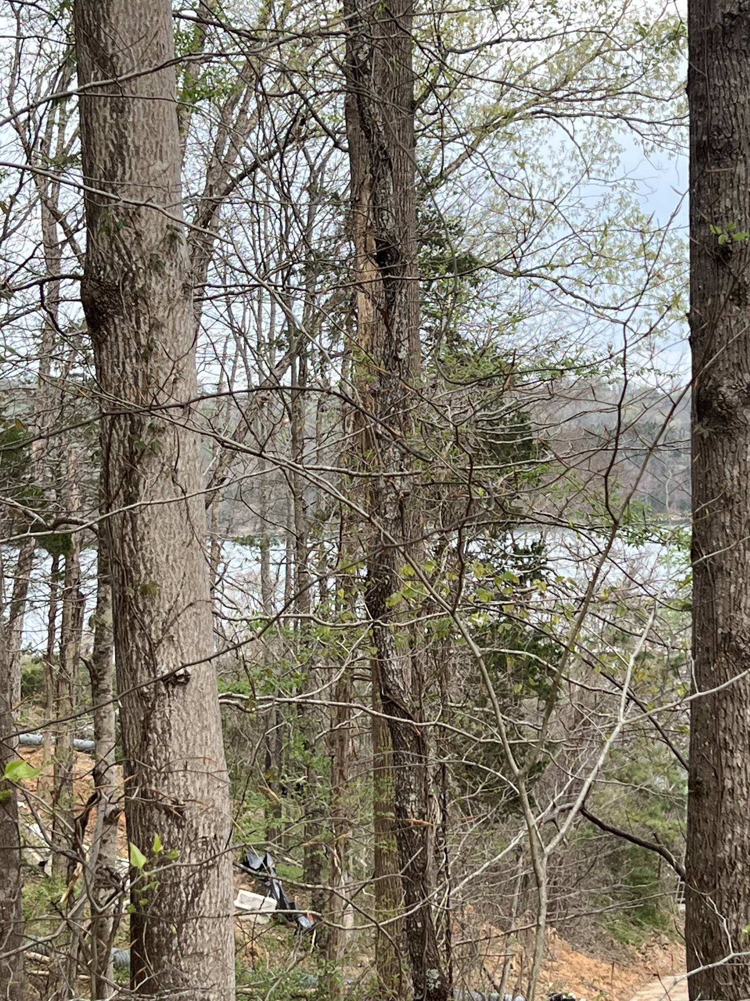 782 Cedar Hill Road Celina, TN 38551 - Photo 2 of 5 a picture of a tree