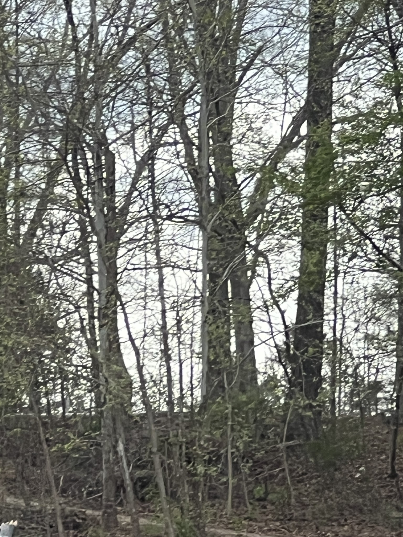 782 Cedar Hill Road Celina, TN 38551 - Photo 3 of 5 a picture of tree