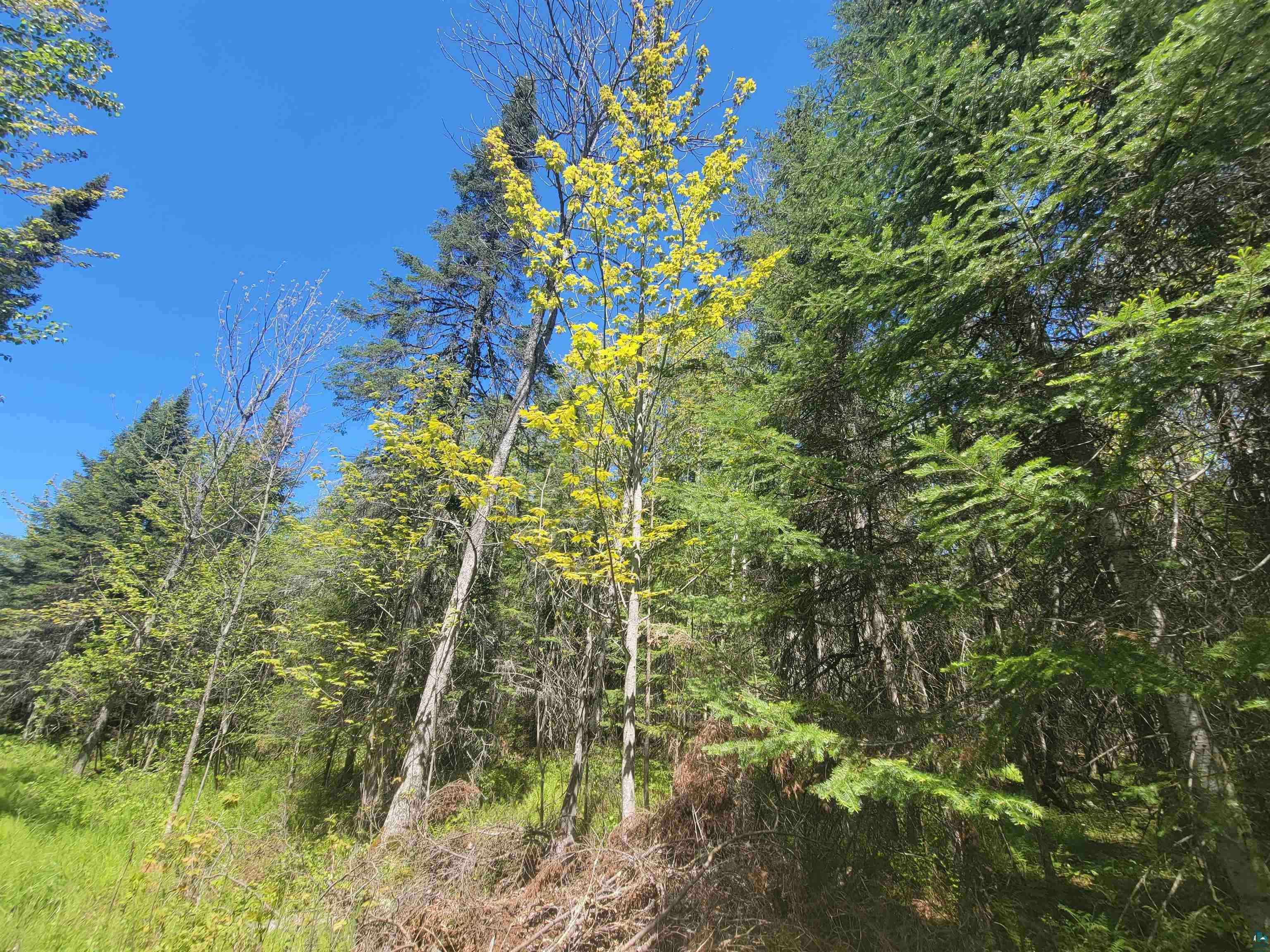8923-xx Jack Pine Road Cornucopia, WI 54827 - Photo 12 of 19 Gallery Image 12