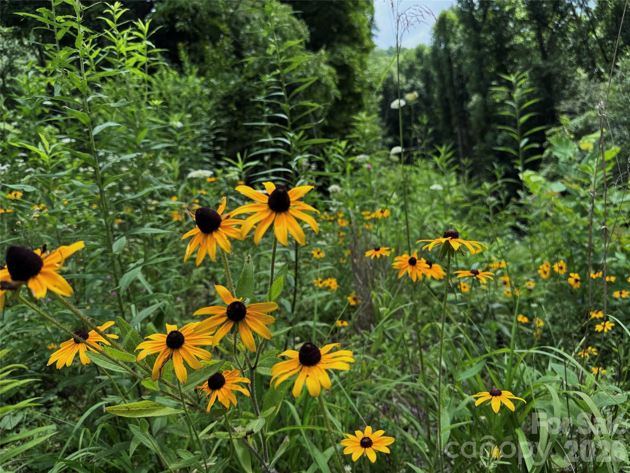 Tbd Paint Fork Road Barnardsville, NC 28709 - Photo 5 of 33 Gallery Image 5