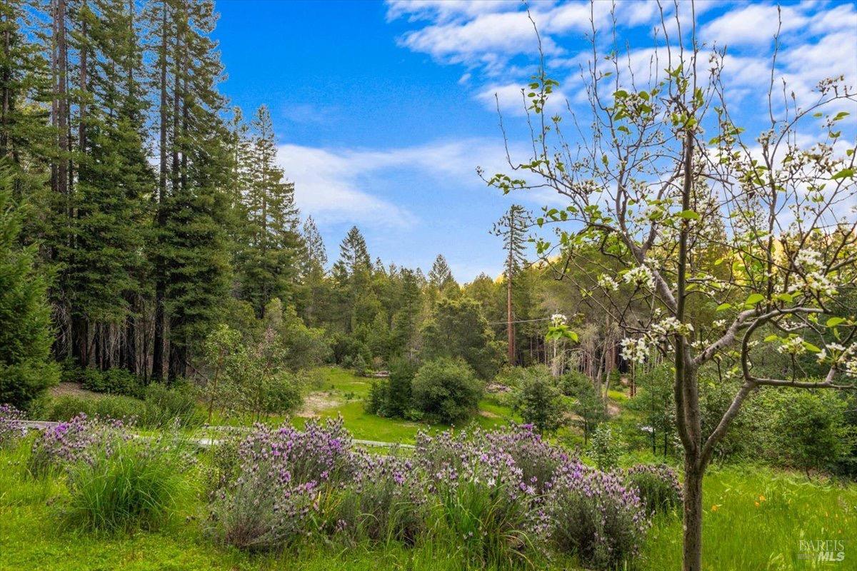 12076 Cloud Ridge Road Healdsburg, CA 95448 - Photo 41 of 72 Spring blooms at Cloud Ridge adding the the scenery.