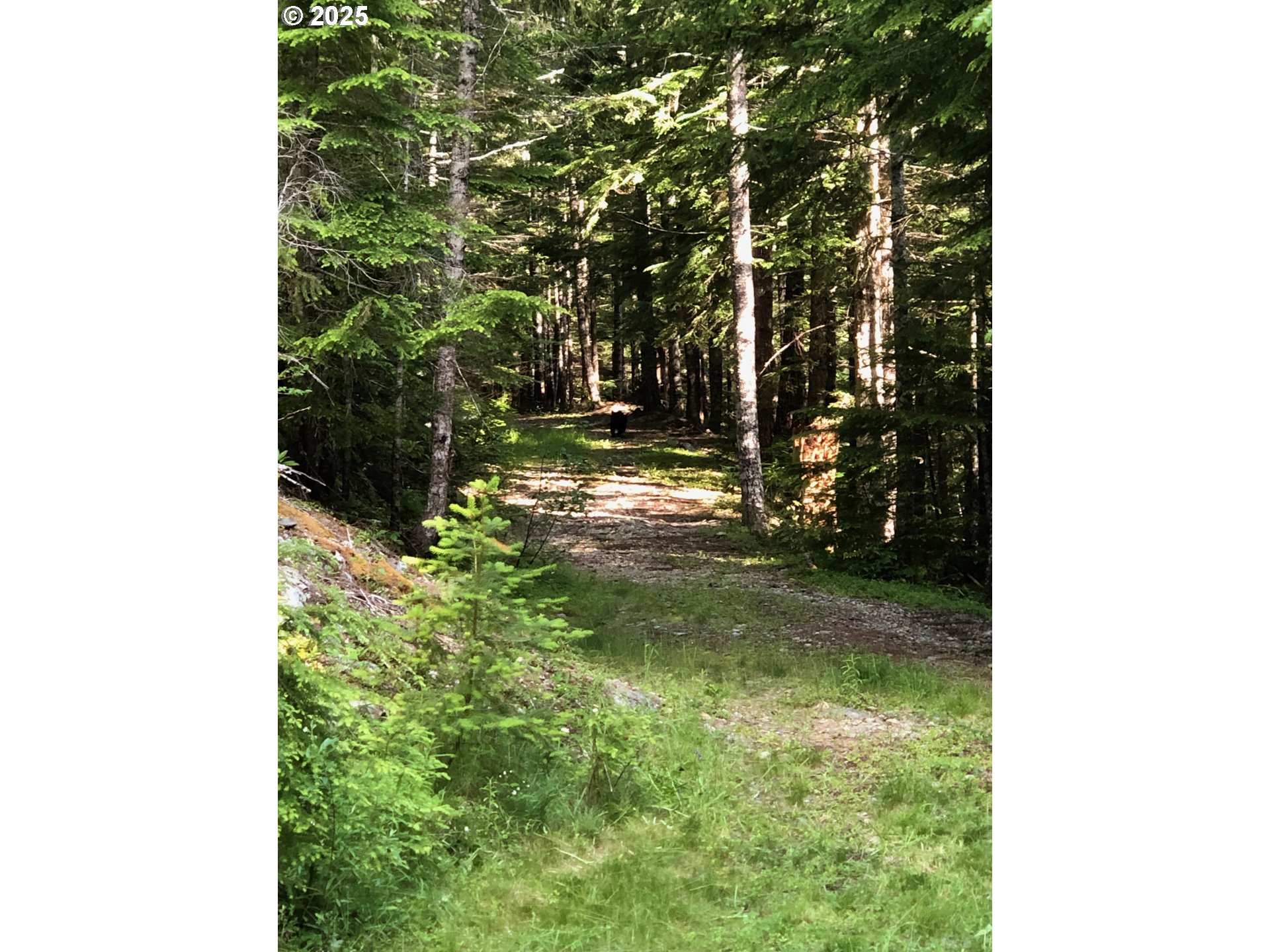 Champion Creek Road Dorena, OR 97434 - Photo 2 of 27