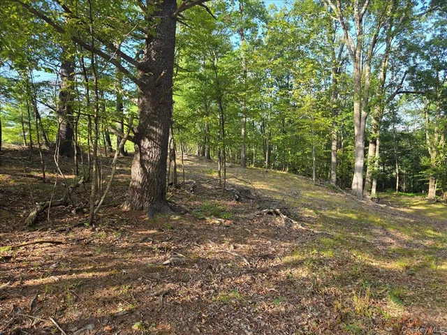 a view of a forest with trees