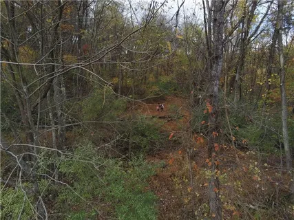 a view of a forest with trees in the background