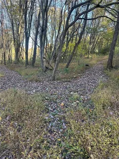 a view of a forest with trees in the background