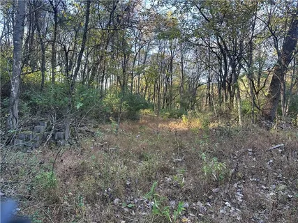 a view of a forest with trees in the background