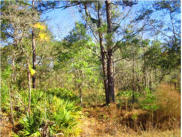 Lot 9 Bay Grove Road Freeport, FL 32439 - Photo 2 of 6 a view of a yard with large trees